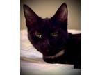 Adopt Azalea a Domestic Short Hair