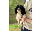 Adopt Leila - Transport a Cavapoo