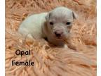 Adopt Opal a Pit Bull Terrier