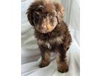 Adopt Maggie a Aussiedoodle