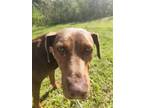 Adopt Cherry a Doberman Pinscher