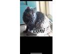 Adopt Loni a Domestic Long Hair