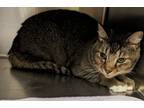 Adopt Rex a Domestic Short Hair