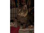 Adopt Capone a Domestic Short Hair, Tabby