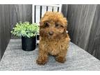 Cavapoo Puppy for sale in Fort Wayne, IN, USA