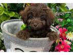 Aussiedoodle Puppy for sale in Tyler, TX, USA