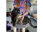 Adopt Jack Black and Chuck. Very bonded pair. a Tabby