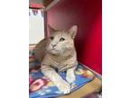 Adopt Arnold a Domestic Short Hair