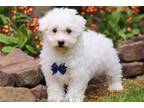 Bichon Frise Puppy for sale in Canton, OH, USA