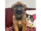 Adopt Dexter a German Shepherd Dog