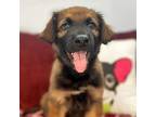 Adopt Duke a German Shepherd Dog
