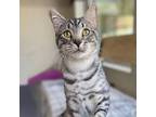 Adopt Silver Fox a Tabby