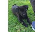 Adopt Cooper a Black Labrador Retriever