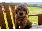 Goldendoodle Puppy for sale in Springfield, MO, USA
