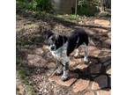 Adopt Clove a Border Collie, Australian Cattle Dog / Blue Heeler