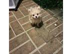 Pomeranian Puppy for sale in Hammond, LA, USA