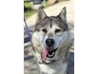 Adopt Wiley a Siberian Husky