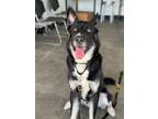 Adopt Daku a German Shepherd Dog, Husky