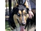 Adopt Judd - ECAS a German Shepherd Dog, Siberian Husky
