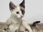 Sweet Princess Siamese Colorpoint Shorthair