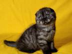 Ice Scottish Fold Male Black Smoke