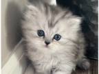 Kittens Persian Silver Shaded