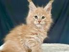 Anis Maine Coon Male Cream