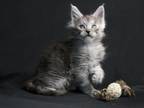 Bourgeois Maine Coon Male Black Smoke