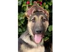 Adopt *Niko von Nurnberg a German Shepherd Dog