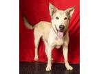 Adopt TANGO a Husky