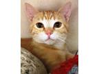 Adopt Dova a Tabby