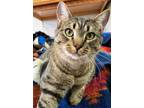 Adopt Maynard a Tabby