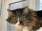 Adopt Jack a Norwegian Forest Cat, Tabby