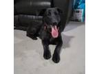 Adopt Rather a Black Labrador Retriever