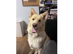 Adopt Willie a Golden Retriever, German Shepherd Dog