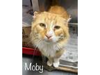 Adopt Moby a Domestic Short Hair