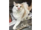 Adopt Oakley a Domestic Long Hair