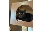 Adopt Ray a Domestic Short Hair