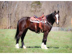 Big Fancy and Well Broke Clydesdale Quarter Horse Crossbred Mare