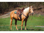 Anyone Can Ride Super Gentle Super Smooth Golden Palomino Missouri Foxtrotter