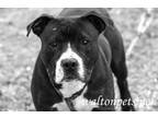 Adopt River #14380 a Pit Bull Terrier