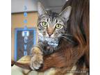 Adopt Brooklyn a Domestic Short Hair