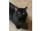 Adopt LEGION a Maine Coon, Domestic Long Hair