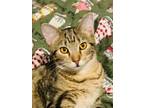 Adopt ARCHIE a Tabby, Bengal