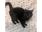 Adopt Jasper a Domestic Short Hair