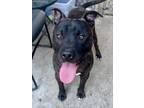 Adopt Hayes a Pit Bull Terrier