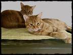 Adopt Cheddar and Copper (bonded) a Domestic Short Hair