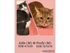 Adopt Alfie and Poofy (bonded) a Domestic Short Hair