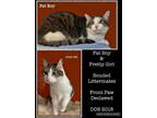 Adopt Fat Boy (and Pretty Girl) bonded a Domestic Short Hair, Tabby