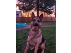 Adopt Toasty a German Shepherd Dog